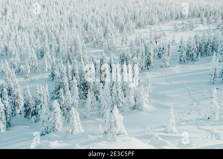 Forêt de conifères sur une pente de colline enneigée. Paysage d'hiver avec sapins enneigés Banque D'Images