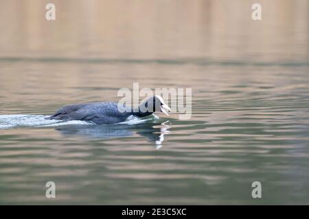 Coot commun ou eurasien sur l'eau, appelant et nageant à côté, Angleterre, Royaume-Uni Banque D'Images