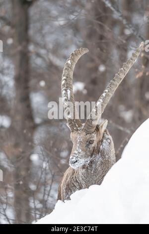Majestueux homme Ibex en forêt d'hiver (Capra ibex) Banque D'Images
