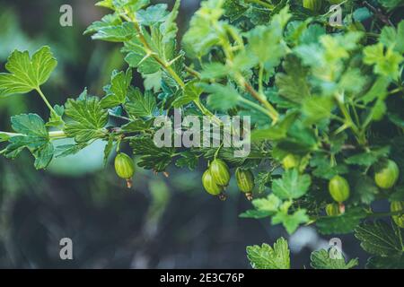 Baies de groseilles à maquereau vertes sur des branches d'arbuste vert épineux Banque D'Images