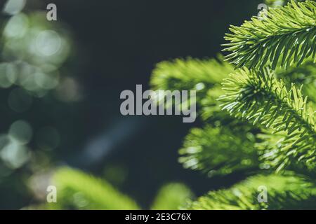 Branches vertes d'épinette dans la forêt d'été Banque D'Images