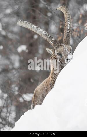 Alpine ibex mâle dans la neige (Capra ibex) Banque D'Images