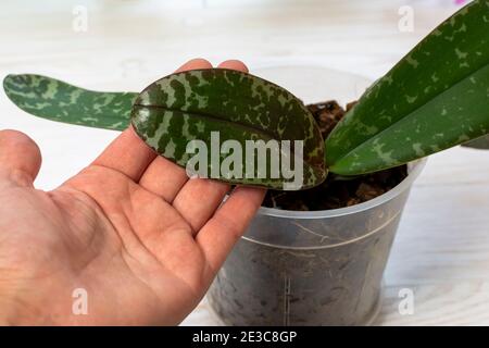 Feuilles jeunes et saines dans les taches d'orchidée de phalaenopsis dans le pot de fleurs. Banque D'Images