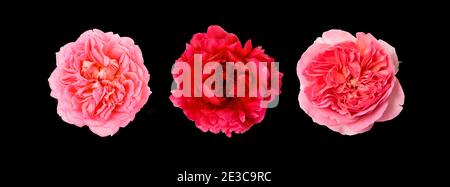 Roses roses roses et tête de pivoine rouge isolées sur fond noir. Banque D'Images