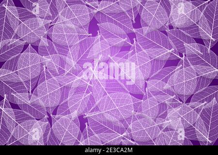 Squelettes de feuilles blanches sur fond violet Banque D'Images