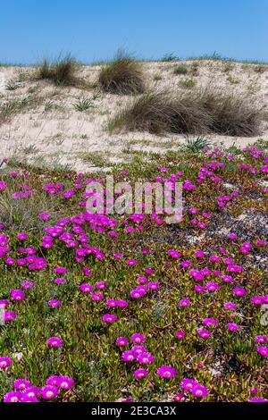 Tapis de fleurs roses Carpobrotus glaucescens sur les dunes de sable De la côte de Valence Espagne Banque D'Images