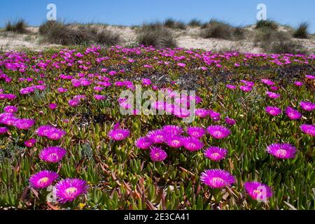 Tapis de fleurs roses Carpobrotus glaucescens sur les dunes de sable De la côte de Valence Espagne Banque D'Images