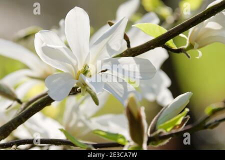 Magnolia kobus. Magnolia du nord du Japon. Mokryeon ou kobushi magnolia. Fleurs blanches, gros plan Banque D'Images