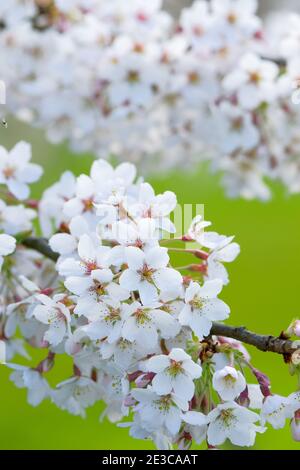 Prunus x Yedoensis 'Tsubame'. Cerise Yoshino. Cerisier japonais. Fleurir avec un arrière-plan vert hors foyer Banque D'Images