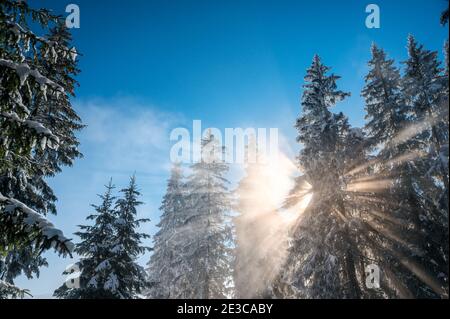 soleil qui brille à travers la brume dans la forêt d'hiver Banque D'Images