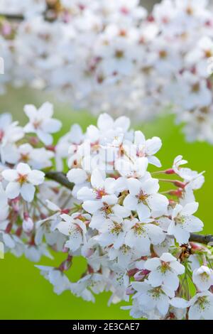 Prunus x Yedoensis 'Tsubame'. Cerise Yoshino. Cerisier japonais. Fleurir avec un arrière-plan vert hors foyer Banque D'Images