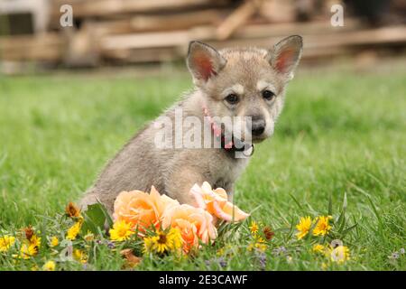 Portrait d'un chiot sarrois avec fleur Banque D'Images