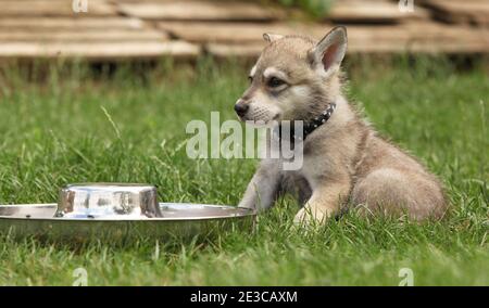 Joli chiot Sararloos wolfloss avec bol pour chien Banque D'Images