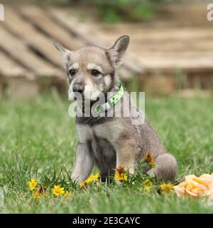 Portrait d'un chiot sarrois avec fleur Banque D'Images