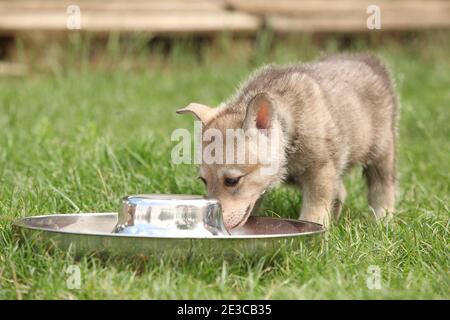 Joli chiot Sararloos wolfloss avec bol pour chien Banque D'Images