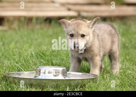 Joli chiot Sararloos wolfloss avec bol pour chien Banque D'Images