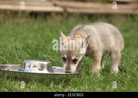 Joli chiot Sararloos wolfloss avec bol pour chien Banque D'Images