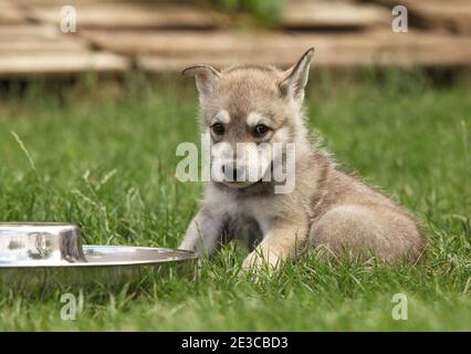 Joli chiot Sararloos wolfloss avec bol pour chien Banque D'Images