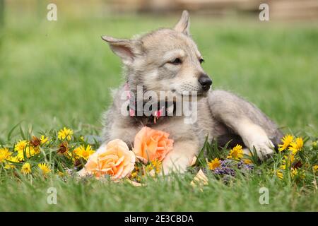 Portrait d'un chiot sarrois avec fleur Banque D'Images