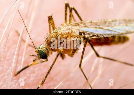 L'encéphalite japonaise, la fièvre jaune, le paludisme, maladie ou Virus Mayaro Zika Culex infecté d'insectes parasites sur la peau Macro Banque D'Images