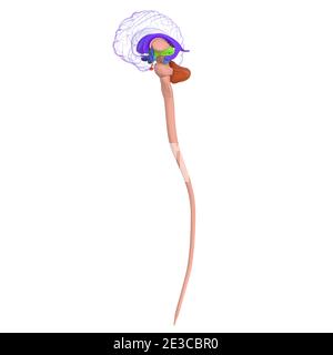 Human Brain Anatomy for Medical concept Illustration 3D Banque D'Images