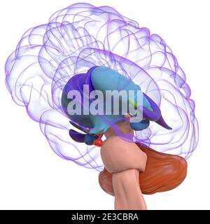 Human Brain Anatomy for Medical concept Illustration 3D Banque D'Images