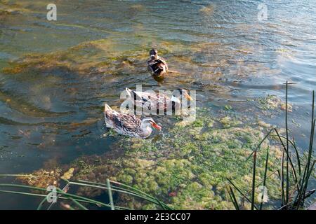 Oiseaux et animaux dans la faune. Canard colvert vue familiale sur l'eau de la rivière ou de l'étang au milieu de la journée ensoleillée d'été Banque D'Images