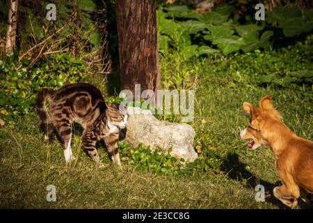 Chat adulte adoptant une posture défensive à proximité de un chien enjoué Banque D'Images