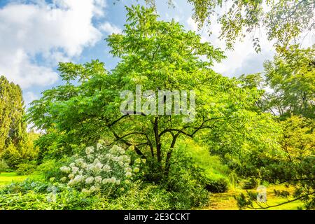 Noyer gris, Juglans cinerea, avec au premier plan une fleur d'Hydrangea paniculata Limelight avec des fleurs blanches vertes crémeuses Banque D'Images