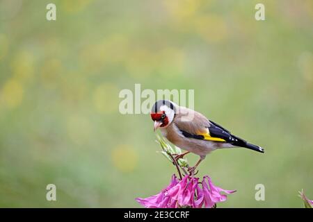 Goldfinch (Carduelis carduelis) perché sur une fleur d'Aquilegia dans un environnement de jardin, Royaume-Uni Banque D'Images