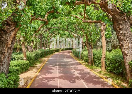 Un tunnel vert d'arbres avec lumière à la fin, lors d'une belle journée d'été dans un parc. Banque D'Images