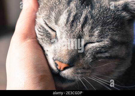 Petting d'un joli chat gris tabby Banque D'Images