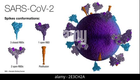 Le modèle 3D d'une authentique particule du virus bleu SRAS-CoV-2 tournant à 360 degrés révèle les positions, les conformations et les orientations de la pointe pourpre pr Banque D'Images