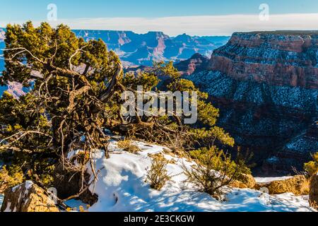 Pinyon Pine sur le bord du plateau sud au parc national de Maricopa point Grand Canyon, Arizona, États-Unis Banque D'Images