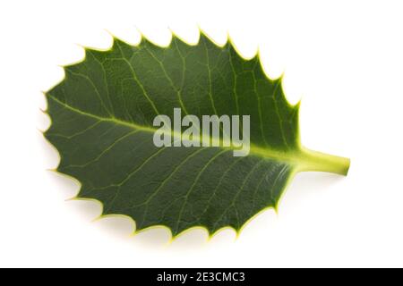 Feuille de houx isolée sur blanc Banque D'Images