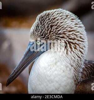 Gros plan d'une chausson à pieds bleus Banque D'Images