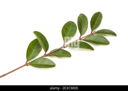 Privet ( Ligustru vulgare ) isolé sur blanc Banque D'Images