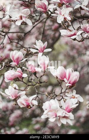 Gros plan de fleurs de magnolia rose florissantes sur des branches d'arbres au printemps aux jardins Vojan, Prague, République tchèque Banque D'Images