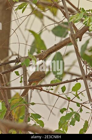 Prinia flanquée de Tawny (Prinia subflava melanorhyncha) adulte perché sur une branche inspectant la proie Mole NP, Ghana Février Banque D'Images