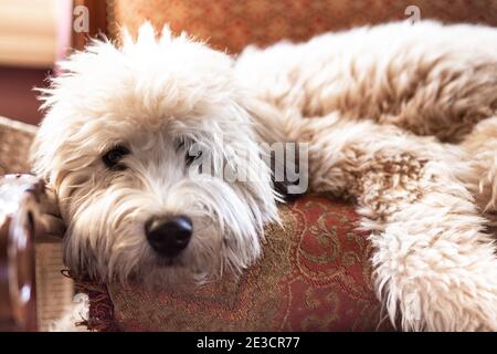 Adorable petit chien moelleux et doux, couché, allongé Banque D'Images
