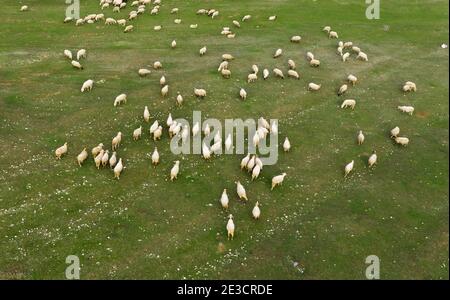 Vue aérienne du troupeau de moutons sur le pâturage Banque D'Images