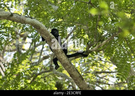 Yaxha, Guatemala, Amérique centrale : singe hurleur (genre Alouatta) sur un arbre dans la jungle. Les singes hurleurs sont parmi les plus grands du Nouveau monde. Banque D'Images