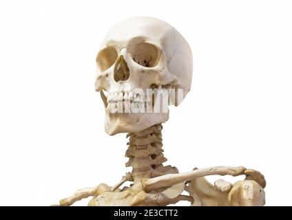 Squelette humain crâne cou, colonne vertébrale et épaules isolées sur fond blanc Banque D'Images