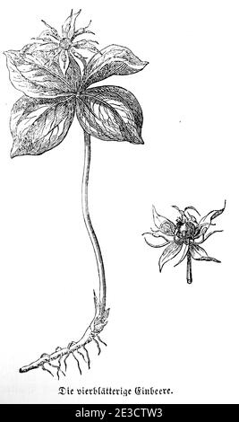 Vierblättrige Einbeere (Paris quadrifolia) Herb Paris, Calendrier suisse sur les plantes toxiques et les motifs correspondants, Saint-Gall Suisse 18 Banque D'Images