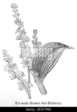 Weiße Germer (album de Veratrum) White hellebore, Calendrier suisse avec plantes toxiques et motifs correspondants, Saint-Gall Suisse 1853 Banque D'Images