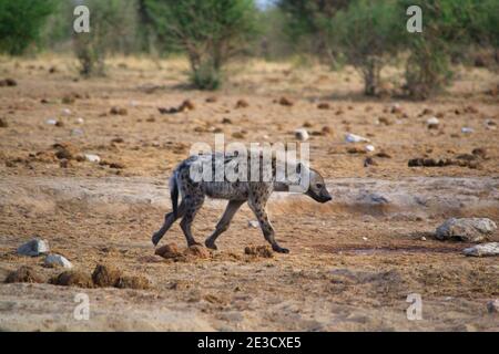 Vue en gros plan d'un hyène noir et marron qui marche le sable de la forêt par une journée ensoleillée Banque D'Images