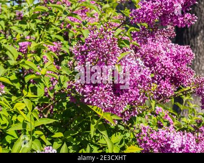 Le lilas rose fleurit dans le jardin botanique Banque D'Images
