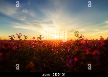 Un champ de mortades et de vivacité pourpre est un avant-plan attrayant pour un ciel de coucher de soleil vibrant. Les nuages à l'horizon attirent l'œil dans le soleil. Banque D'Images