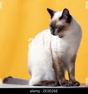 Le chat blanc est en colère et a ouvert sa bouche. Banque D'Images