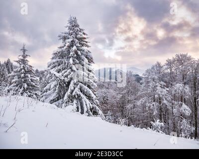 Paysage d'hiver avec pins couverts de neige blanche fraîche. Carpathian Mountains en Roumanie Banque D'Images